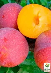 Саджанець Agro-Market Слива диплоїдна Пінк Сатурн (великоплідний сорт, середній термін дозрівання) 1 шт. в упаковці (61911) - мініатюра 2