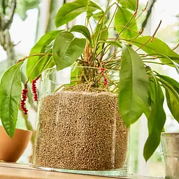 Субстрат Compo Bio Granuplant для кімнатних рослин 3 л (8817) - мініатюра 9