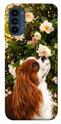 TPU чохол Demsky Flower spaniel для Motorola Moto G41