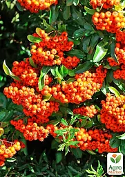 Саджанець Agro-Market Піраканта (жива огорожа) Orange Charmer (178727) - мініатюра 2