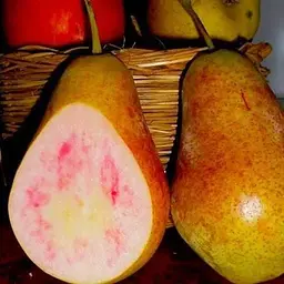 Саджанець Agro-Market Груша Весільна (літній сорт, ранній термін дозрівання) (21364) 1 шт. в упаковці - мініатюра 4