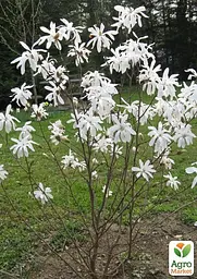 Саджанець Agro-Market Магнолія 4-х річна Stellata (висота 60-80см) (181442) - мініатюра 6