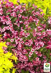 Вейгела Minuet (Weigela'Minuet') S3 висота 50-60см (62741) 1 саженец - мініатюра 2