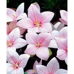 Цибулина Agro-Market Широкодзвоник (platycodon) Grandiflorus Fuji Pink (23580) 1 шт. - мініатюра 2