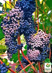 Саджанець Agro-Market Виноград Красень (винний, ранньо-середній термін дозрівання) 1 шт. в пакуванні (178130) - мініатюра 2