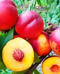 Саджанець Agro-Market Нектарин Супер Квін (лисий персик, літній сорт, ранній термін дозрівання) (37420) 1 шт. в упаковці - мініатюра 2