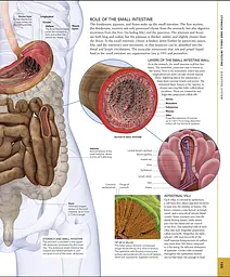 The Human Body Book - мініатюра 11