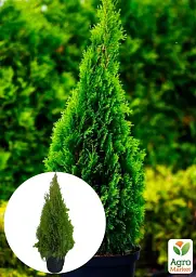 Саджанець Agro-Market Туя західна Smaragd (ком/сітка) висота 120-140 см 1 шт. в упаковці (175609) - мініатюра 2