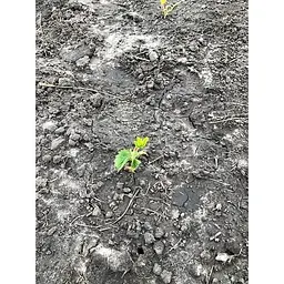 Саджанець Agro-Market Полуниця Луїза (Louise) 5шт (ремонтантний сорт) (37289) - мініатюра 10
