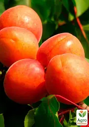 Саджанець Agro-Market Абрикос Цунамі (літній сорт, ранній термін дозрівання) 1 шт. в упаковці (39876) - мініатюра 2