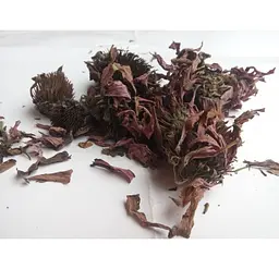 Ехінaцея пурпурова Квіти Рудбекія Purple echinacea - мініатюра 1