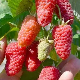 Малина Agro-Market "Велетен" (ранній термін дозрівання, високоврожайний і безшипий сорт) 1-річний саджанець (189535) 1 шт в упаковці - мініатюра 2