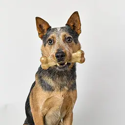 Жорстка нейлонова кістка для собак Pet Qwerks Flavor Farms Chew Toys з ароматом бекону - мініатюра 2