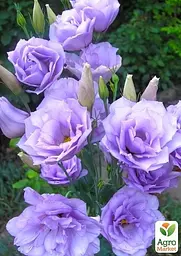 Еустома махрова "Corelli Lavender" укорінена в контейнері Р9 (50586) 1 саженец - мініатюра 2