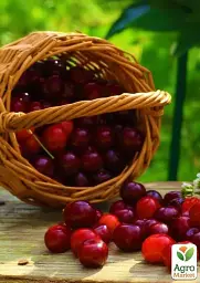 Саджанець Agro-Market Черешня колоновидна Сільвія Ексклюзив 1 шт. в упаковці (24228) - мініатюра 3