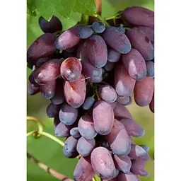 Саджанець Agro-Market Виноград КарМаКод (ранній термін дозрівання) 1 шт. в упаковці (20048) - мініатюра 3