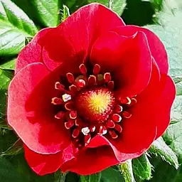 Саджанець Agro-Market Полуниця ампельна Махровоквітуча Rose (ремонтантний ранній сорт) 1 шт. в пакуванні (51894) - мініатюра 2