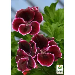 Саджанець Agro-Market Пеларгонія Королівська Aristo Red Beauty (контейнер № 10 висота 10-20 см) (49114) 1 шт. в упаковці - мініатюра 3