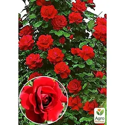 Саджанець Agro-Market Троянда плетиста Sympathie (Симпатія) (клас АА +) вищий сорт (24784) 1 шт. - мініатюра 2