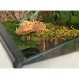 Ліана гнучка з натуральним мохом для тераріуму Repti-Zoo Artificial Moss Vine 1см x 2м (RV0210) - мініатюра 5