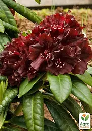Саджанець Agro-Market Рододендрон низькорослий вічнозелений Блек Відо (Black Widow) (51826) - мініатюра 3