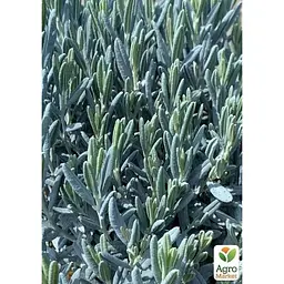 Саджанець Agro-Market Лаванда пестролиста Platinum Nico (контейнер № 10 висота 10-15 см) (50356) - мініатюра 4