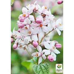 Саджанець Agro-Market Дейція гібридна Mont Rose (177161) 1 шт. в упаковці - мініатюра 4