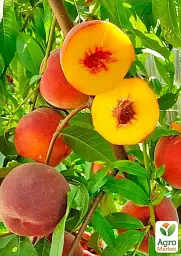 Саджанець Agro-Market Персик Даймонд принцес (великоплідний, середньопізній термін дозрівання) 1 шт. в упаковці (180473) - мініатюра 3