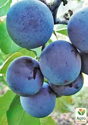 Саджанець Agro-Market Алича колоноподібна Синя (літній сорт, середній термін дозрівання) 1 шт. в упаковці (178739) - мініатюра 2