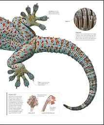 The Science of Animals - мініатюра 24