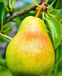 Саджанець Agro-Market Груша Дельбарью (осінній сорт, середній термін дозрівання) (35802) 1 шт. в упаковці - мініатюра 3