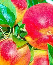 Саджанець Agro-Market Яблуня Чемпіон (Ранньозимовий сорт) (25647) 1 шт. в упаковці - мініатюра 2