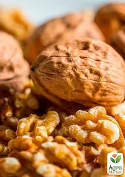 Саджанець Agro-Market Волоський горіх Кочерженко (ранній термін дозрівання) 1 шт. в упаковці (35900) - мініатюра 2