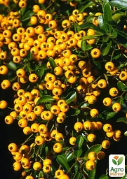 Саджанець Agro-Market Піраканта (живопліт) Soleil d'Or (48489) - мініатюра 3