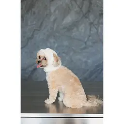 Шапка для собак Pet Fashion Teddy S біла - мініатюра 5