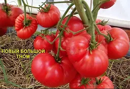 Насіння томатів сорту «Гном» «Новий великий гном», 15 шт. (Насіння Лазаревих) - мініатюра 2