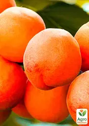 Саджанець Agro-Market Персик-абрикос гібрид Ромео 1 шт. в упаковці (48621) - мініатюра 2