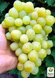 Саджанець Agro-Market Виноград Валек (надранній мускат з грушевим присмаком, вага грона до 2000гр) 1 шт. в пакуванні (177277) - мініатюра 2