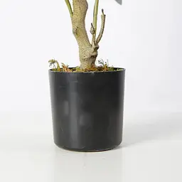 Штучна рослина Olive Tree 80 см (DW-20) - мініатюра 5