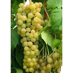 Саджанець Agro-Market Виноград Мускат Оттонель №1 (винний сорт, ранній термін дозрівання, має багатющий мускатний смак) 1 шт. в упаковці (44310) - мініатюра 4
