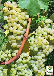 Саджанець Agro-Market Виноград Гечеї Заматош (винний сорт, ранній термін дозрівання, мускатний аромат) 1 шт. в пакуванні (178123) - мініатюра 2