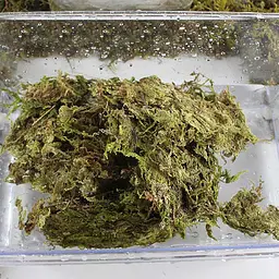 Сфагновий мох Repti-Zoo Sphagnum Moss 100 г (4,5 л) з Чилі для тераріумів і рослин - мініатюра 4