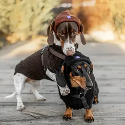 Шапка для собак Hat-Dog коричнева (XXL) - мініатюра 7