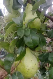 Саджанець Agro-Market Груша Ноябрська (ранньозимовий сорт, пізній термін дозрівання) 1 шт. в упаковці (20917) - мініатюра 5