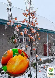Саджанець Agro-Market Хурма Традиційна морозостійка 1 шт. в упаковці (35910) - мініатюра 5