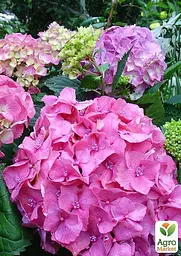 Саджанець Agro-Market Гортензія крупнолиста рожева Рожеве диво (Pink wonder) (44820) - мініатюра 3