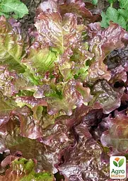 Насіння Agro-Market Салат Десерт на вагу ціна за 5 г (178089) - мініатюра 2