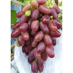Саджанець Agro-Market Виноград Різамат (ранньо-середній термін дозрівання, високоврожайний сорт) 1 шт. в упаковці (20053) - мініатюра 3