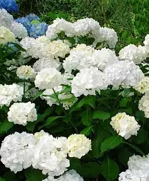 Гортензія Agro-Market First White крупнолиста 1 саджанець в упаковці (45991) - мініатюра 2