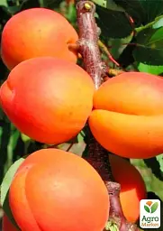 Саджанець Agro-Market Абрикос Фаворит (літній сорт, пізній термін дозрівання) 1 шт. в упаковці (178189) - мініатюра 2